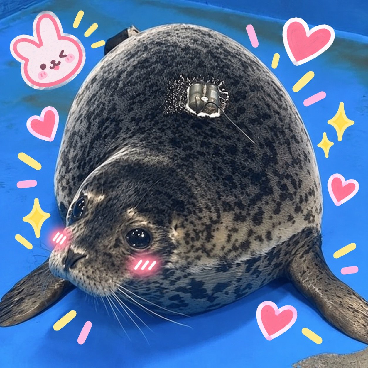 Nana the spotted seal with pink heart stickers